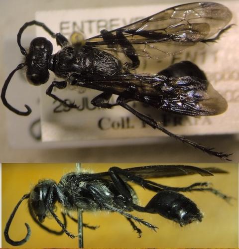 Isodontia mexicana